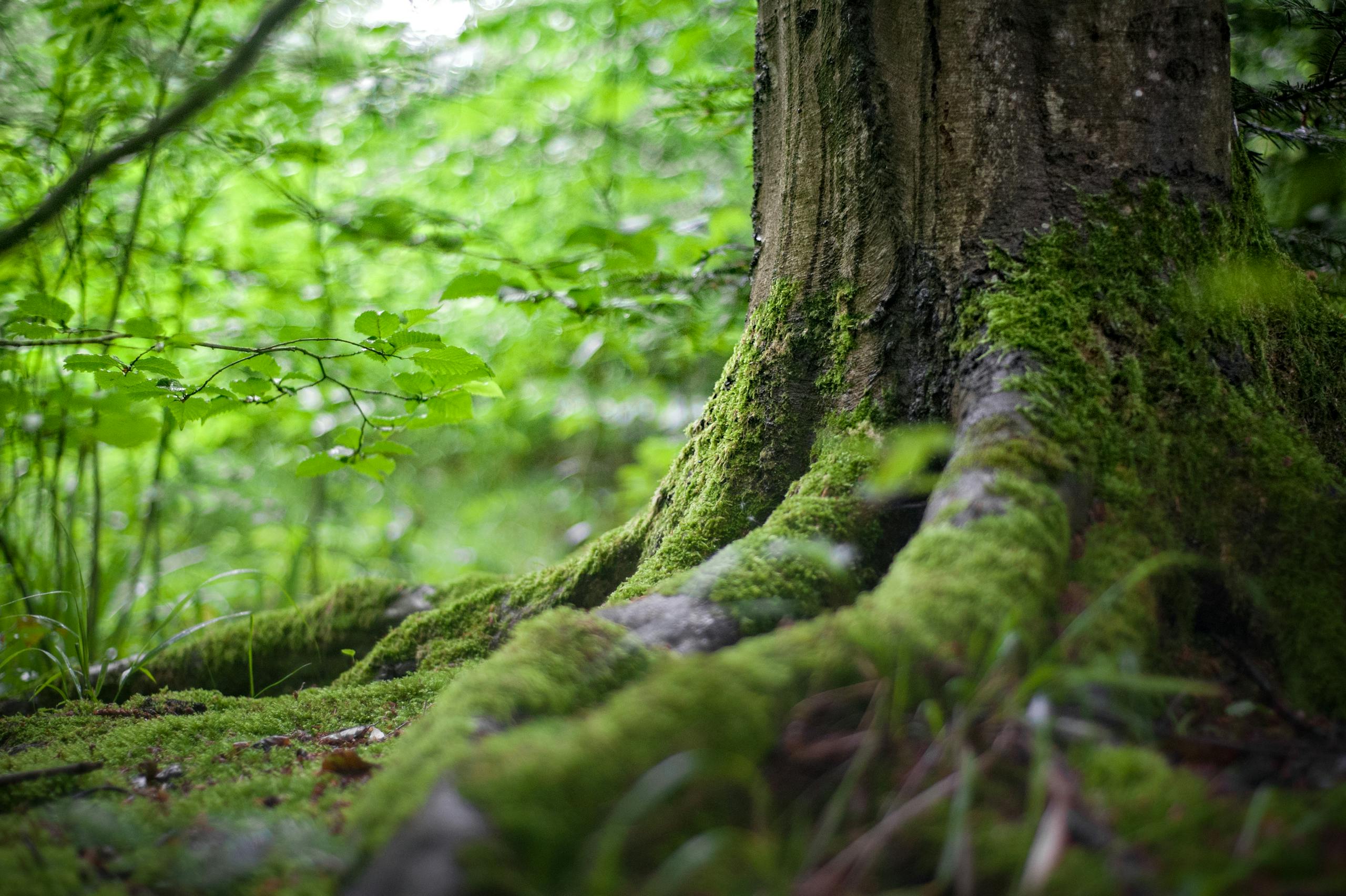 5 Ways to Dress in Harmony With the Earth
